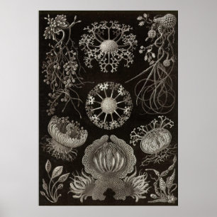 Ernst Haeckel - Schlauchpilze Poster