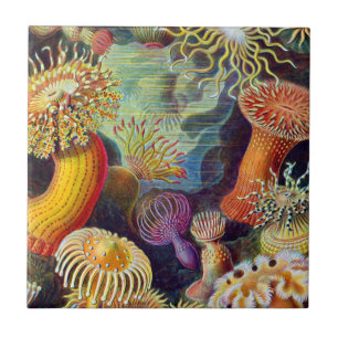 Ernst Haeckel Sea Anemones Marine:Actiniae Fliese