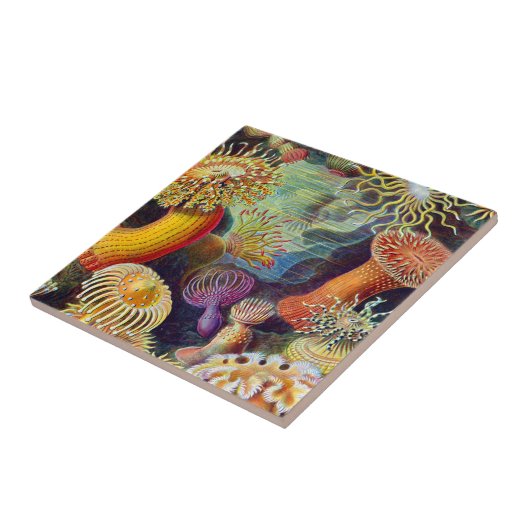Ernst Haeckel Sea Anemones Marine:Actiniae Fliese (Seite)