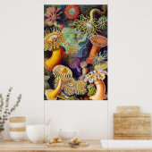 Ernst Haeckel Sea Anemones Marine:Actiniae Poster (Küche)