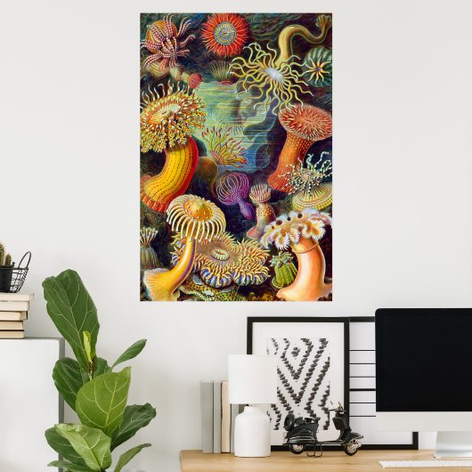Ernst Haeckel Sea Anemones Marine:Actiniae Poster (Heimbüro)