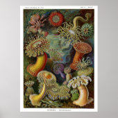Ernst Haeckel Sea Anemones Poster (Vorne)