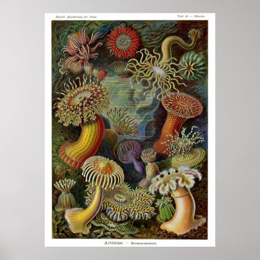 Ernst Haeckel Sea Anemones Poster (Vorne)