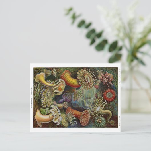 Ernst Haeckel Sea Anemones Postkarte (Stehend Vorderseite)