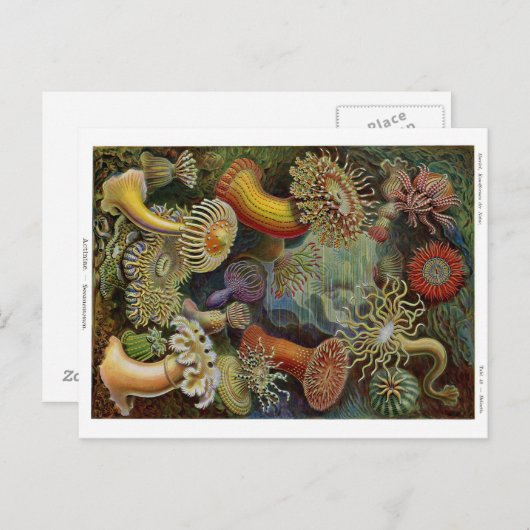 Ernst Haeckel Sea Anemones Postkarte (Vorne/Hinten)