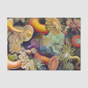 Ernst Haeckel-Seeanemonen-Marinesoldat: Actiniae Seidenpapier