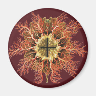 Ernst Haeckel Seescheide Rotes Meer Lebens Kunst Magnet