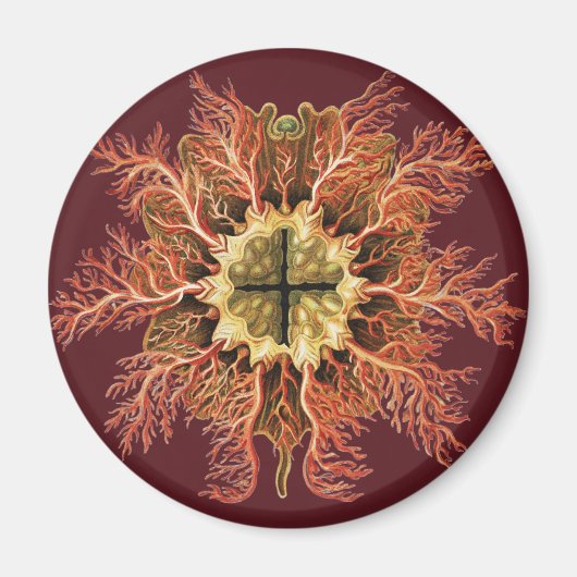 Ernst Haeckel Seescheide Rotes Meer Lebens Kunst Magnet (Vorne)