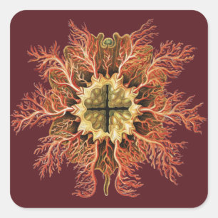 Ernst Haeckel Seescheide Rotes Meer Lebens Kunst Quadratischer Aufkleber