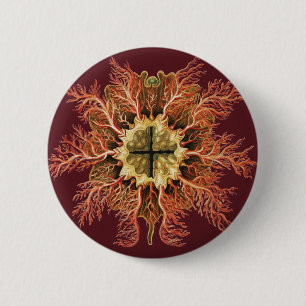 Ernst Haeckel Seescheiden Rotes Meer Lebens Kunst Button