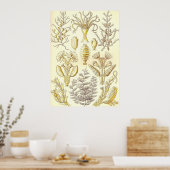 Ernst Haeckel - Sertulariae Poster (Küche)
