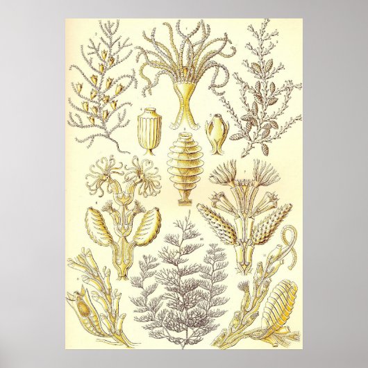 Ernst Haeckel - Sertulariae Poster (Vorne)
