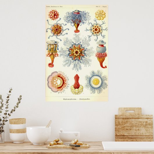 Ernst Haeckel - Siphonophorae2 Poster (Küche)