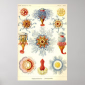 Ernst Haeckel - Siphonophorae2 Poster (Vorne)