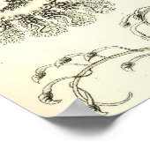 Ernst Haeckel - Siphonophorae3 Poster (Ecke)