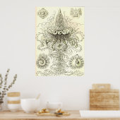 Ernst Haeckel - Siphonophorae3 Poster (Küche)