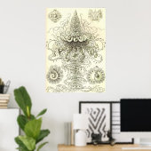 Ernst Haeckel - Siphonophorae3 Poster (Heimbüro)