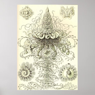 Ernst Haeckel - Siphonophorae3 Poster