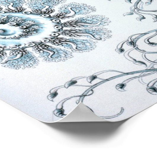 Ernst Haeckel Siphonophorae Jellyfish Bluebottle Poster (Ecke)