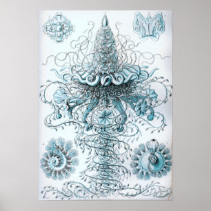 Ernst Haeckel Siphonophorae Jellyfish Bluebottle Poster