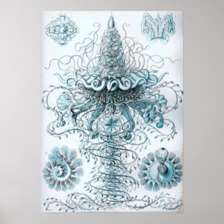 Ernst Haeckel Siphonophorae Jellyfish Bluebottle Poster