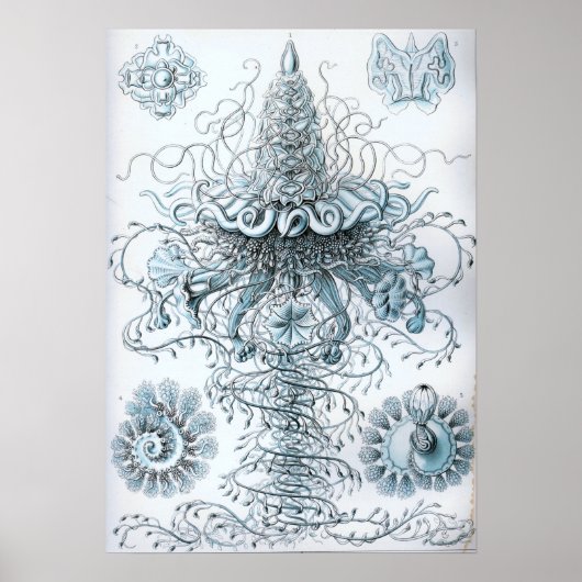 Ernst Haeckel Siphonophorae Jellyfish Bluebottle Poster (Vorne)