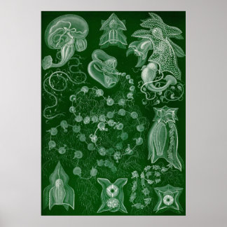 Ernst Haeckel - Siphonphorae6 Poster