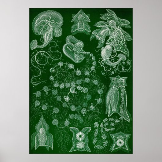 Ernst Haeckel - Siphonphorae6 Poster (Vorne)