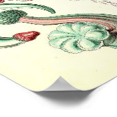 Ernst Haeckel - Siphonphorae 4 Poster (Ecke)