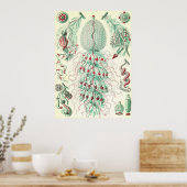 Ernst Haeckel - Siphonphorae 4 Poster (Küche)