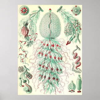 Ernst Haeckel - Siphonphorae 4 Poster