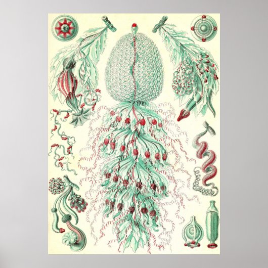 Ernst Haeckel - Siphonphorae 4 Poster (Vorne)