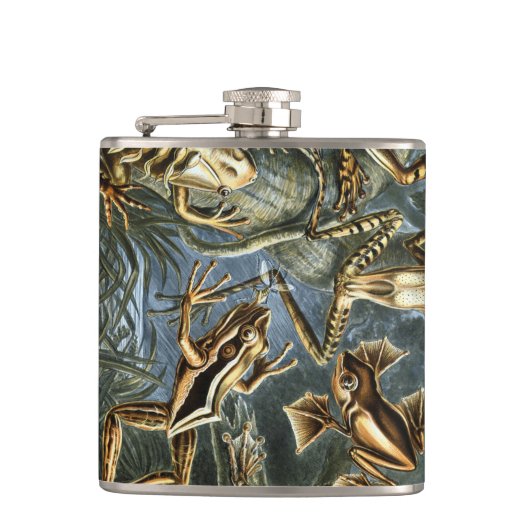 Ernst Haeckel-Sorte exotischer Frösche:Batrachia Flachmann (Vorderseite)