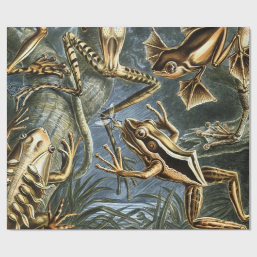 Ernst Haeckel-Sorte exotischer Frösche:Batrachia Geschenkpapier (Flach)