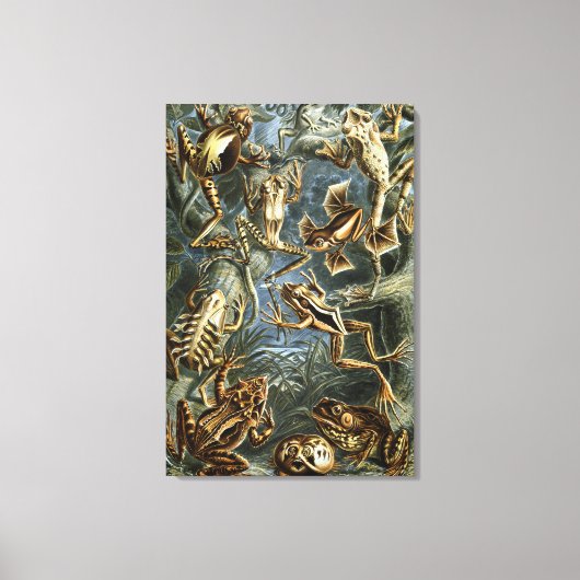 Ernst Haeckel-Sorte exotischer Frösche:Batrachia Leinwanddruck (Vorderseite)