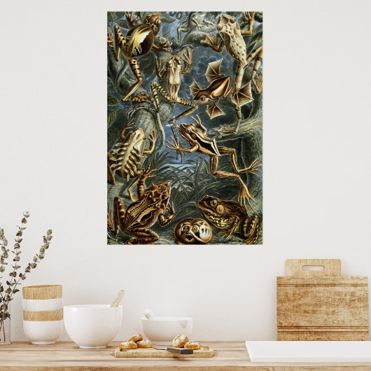 Ernst Haeckel-Sorte exotischer Frösche:Batrachia Poster (Küche)