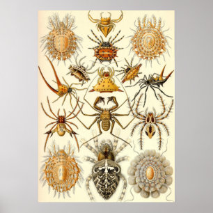 Ernst Haeckel - spinnenartige Tiere Poster