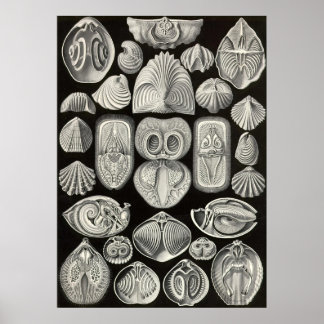 Ernst Haeckel - Spirobranchia Poster