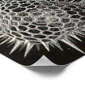 Ernst Haeckel - Spumellaria Poster (Ecke)