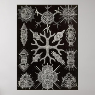 Ernst Haeckel - Spumellaria Poster