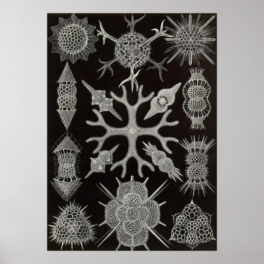 Ernst Haeckel - Spumellaria Poster (Vorne)