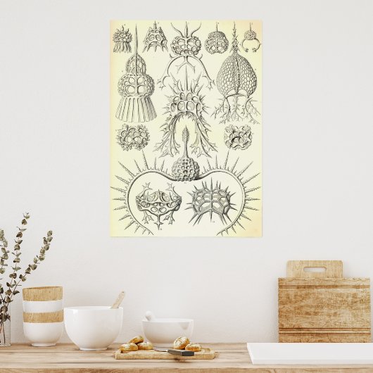Ernst Haeckel - Spyroidea Poster (Küche)