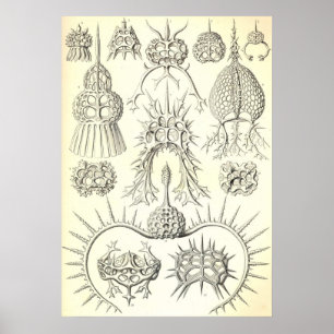 Ernst Haeckel - Spyroidea Poster