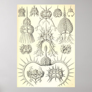 Ernst Haeckel - Spyroidea Poster