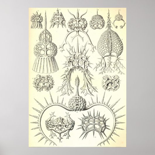 Ernst Haeckel - Spyroidea Poster (Vorne)