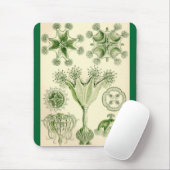 Ernst Haeckel - Stauromedusae Quallen Mousepad (Mit Mouse)