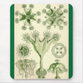 Ernst Haeckel - Stauromedusae Quallen Mousepad (Vorne)