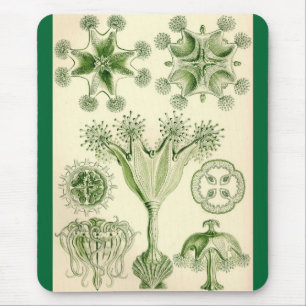 Ernst Haeckel - Stauromedusae Quallen Mousepad