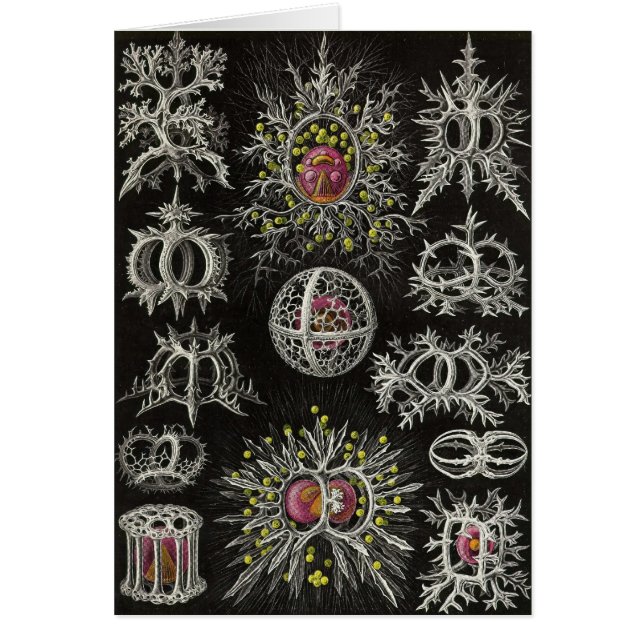 Ernst Haeckel - Stephoidea (Vorne)