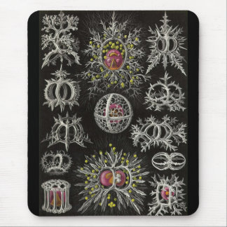 Ernst Haeckel - Stephoidea Mousepad